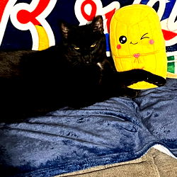 A Black Cat with a Toy Dog