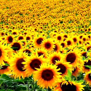 Serafina ๐๐ปโจโ๏ธ photo