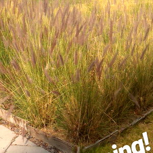 Alfredo Dรญaz photo