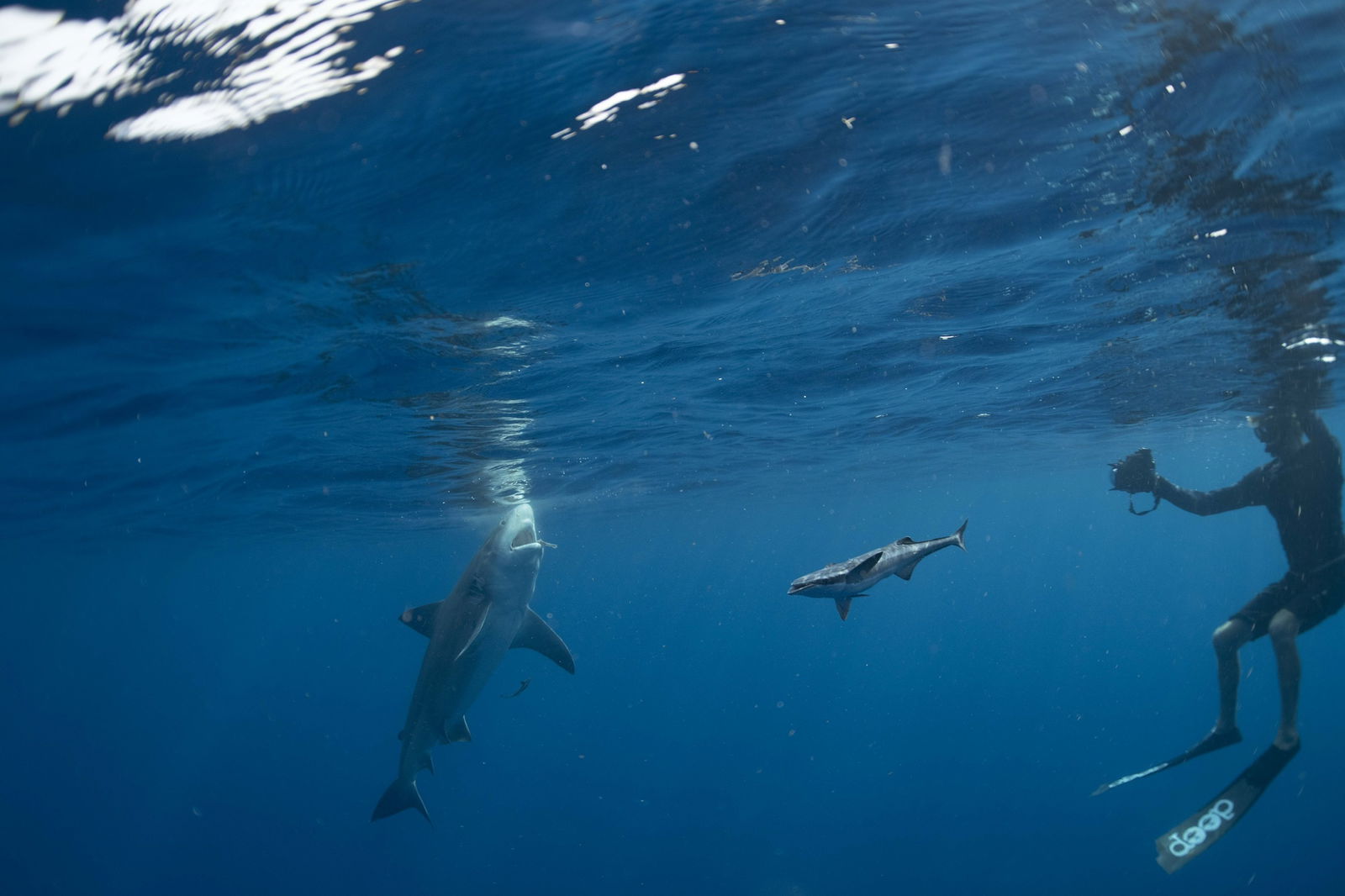 Assault Pepper photo