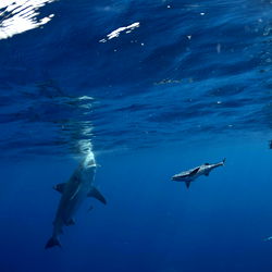 Assault Pepper photo