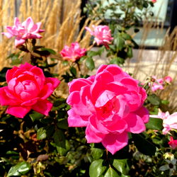 LeetaCheri Media photo