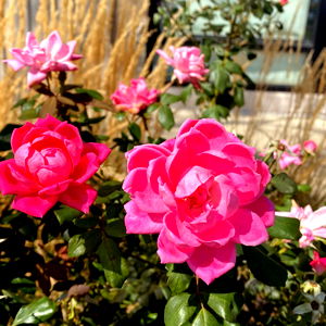 LeetaCheri Media photo