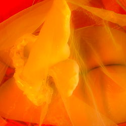 Ivy Nova's Candy Shop photo