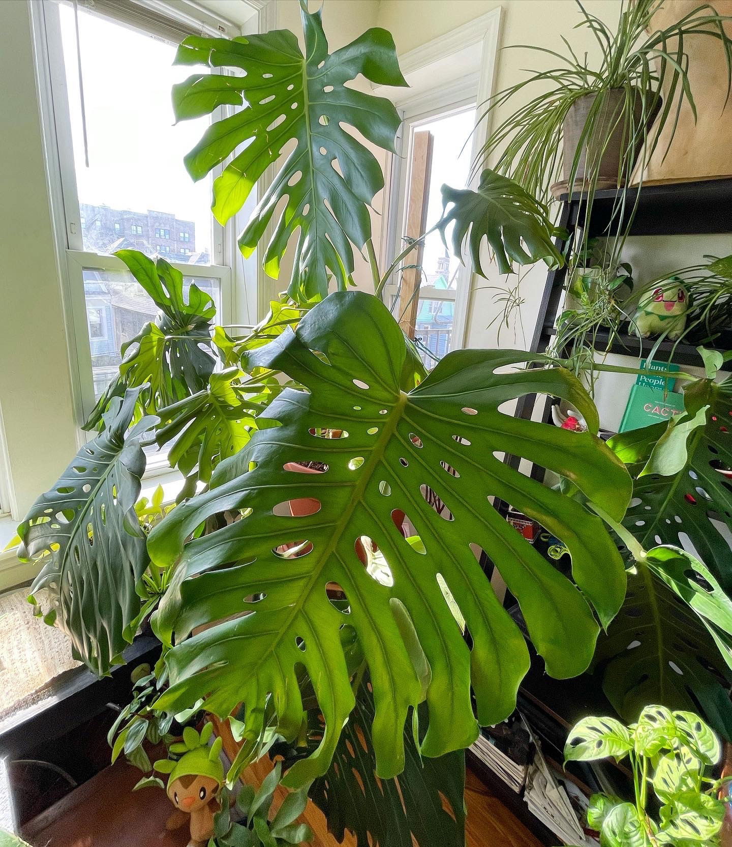 Gr🍀w with Nick🇵🇸 photo