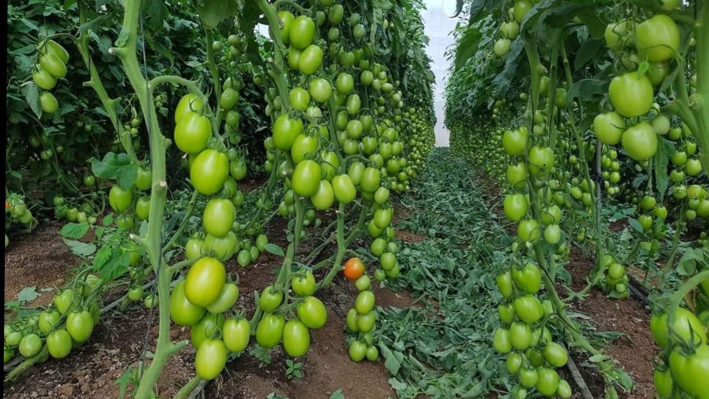 Agriculture Valley - Stiven Guzman photo