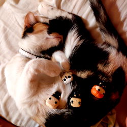 Cozy Cat and Toys with Ale_Euphoria