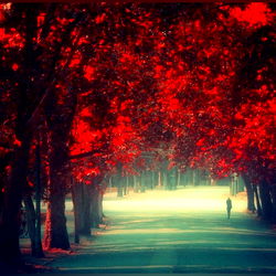 Cherryblossom92 photo