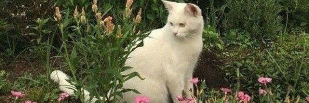 Aurora Spencer photo