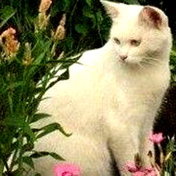 Aurora Spencer photo