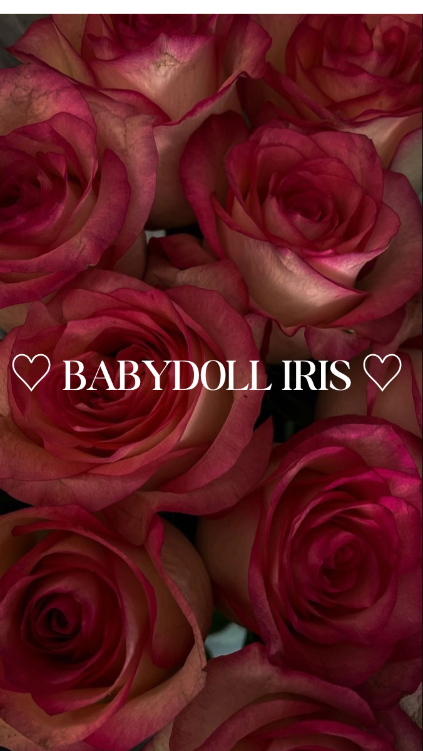 ♡ 𝓘𝓻𝓲𝓼 ♡ photo