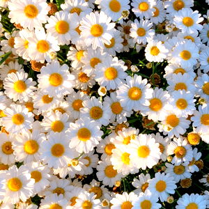 ๐ฐ๐๐๐๐๐ photo