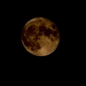 Nocturnal Poison photo