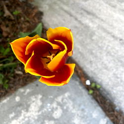 Vivid Tulip in Full Bloom