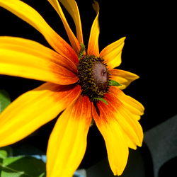 Vibrant Yellow Daisy