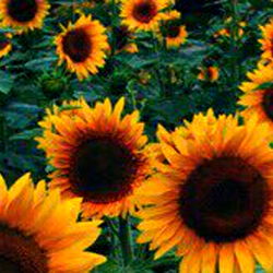 Goddess Rayne ♡ photo