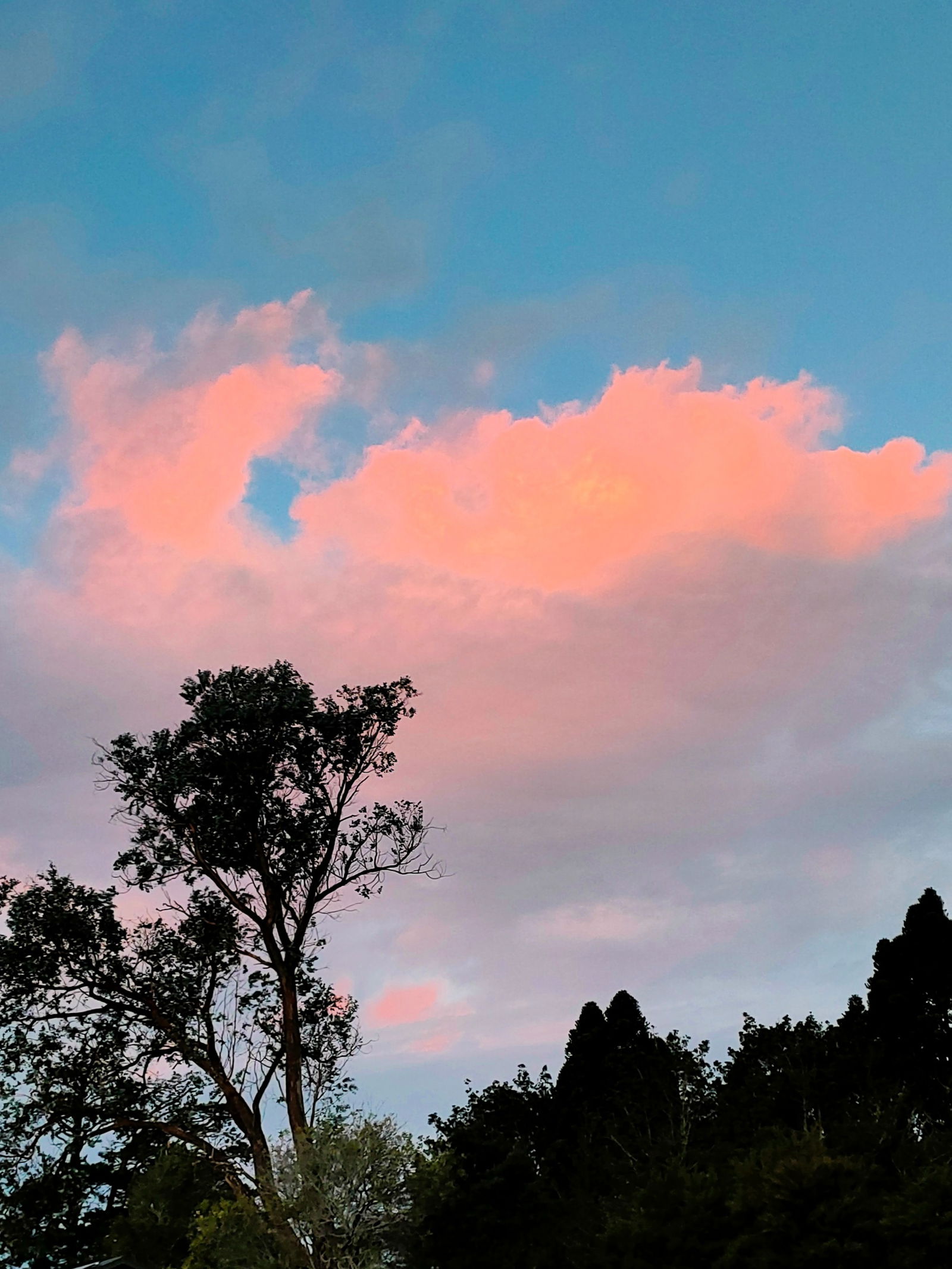 All_angelic_amieee photo