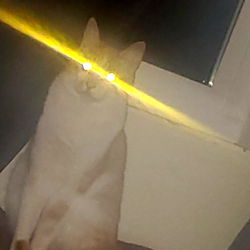 A Cat Sitting on a Bed with Glowing Eyes