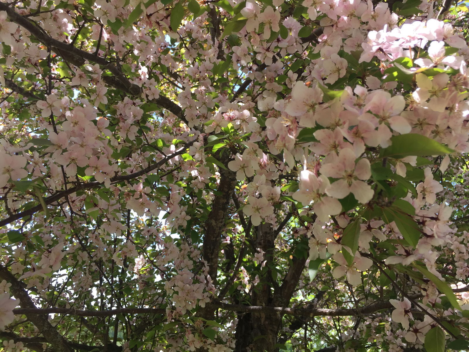 AlwaysyourJewel photo