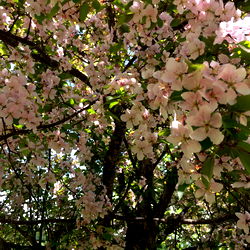 AlwaysyourJewel photo