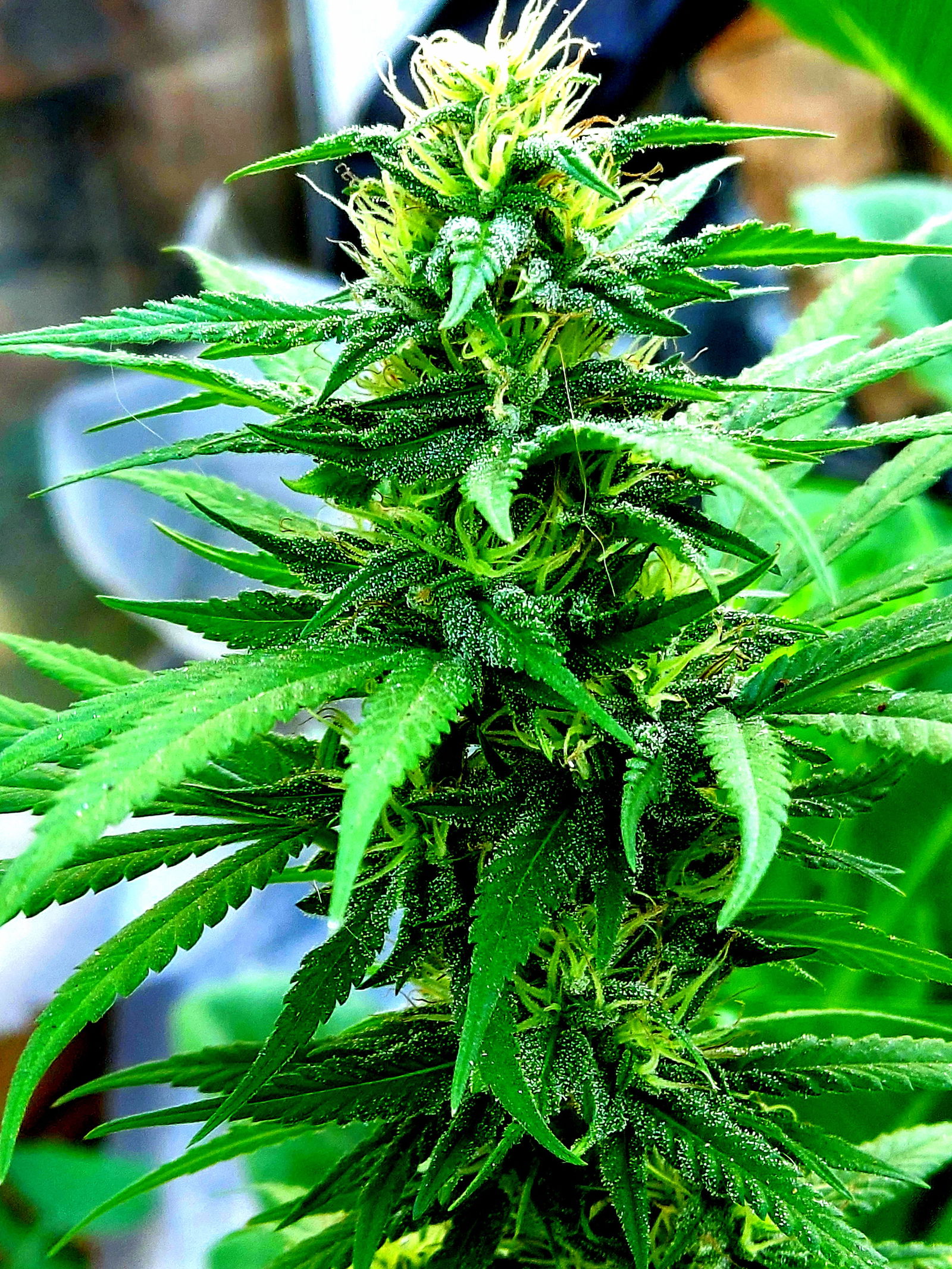 A Rose Bud 🌹 photo