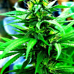 A Rose Bud ๐น photo