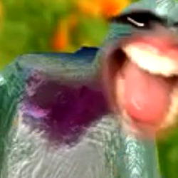 Miss Wheezy in a Whimsical Garden Setting