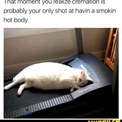 A Cat's View of Humanity