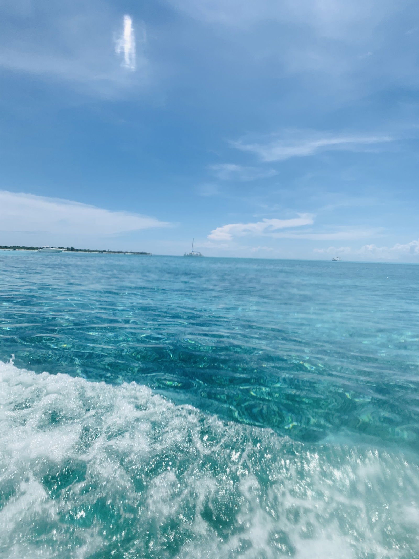 Latin Bunny 🐰🇲🇽 photo