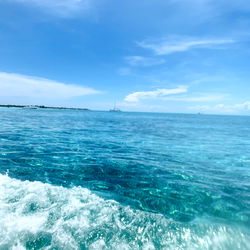 Latin Bunny 🐰🇲🇽 photo