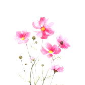 A Touch of Nature with Angie Quiรฑones' Artwork