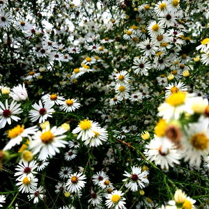 Autumn Rain ๐ photo