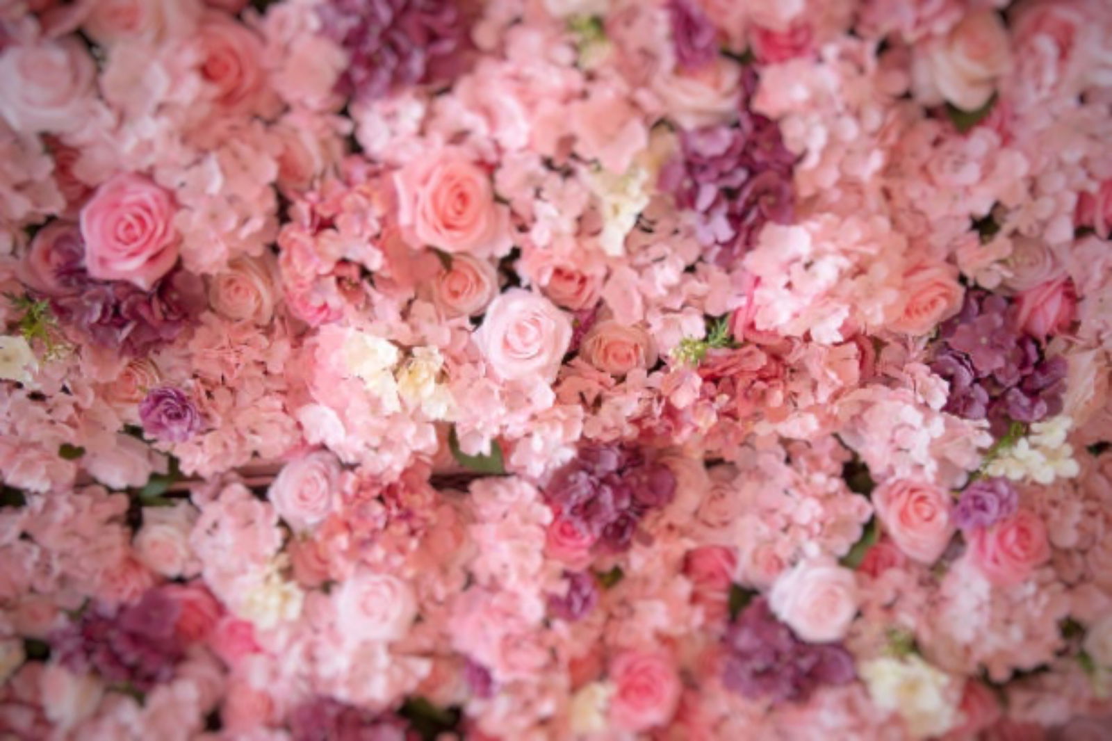 ✿ Murphy Reid ✿ photo