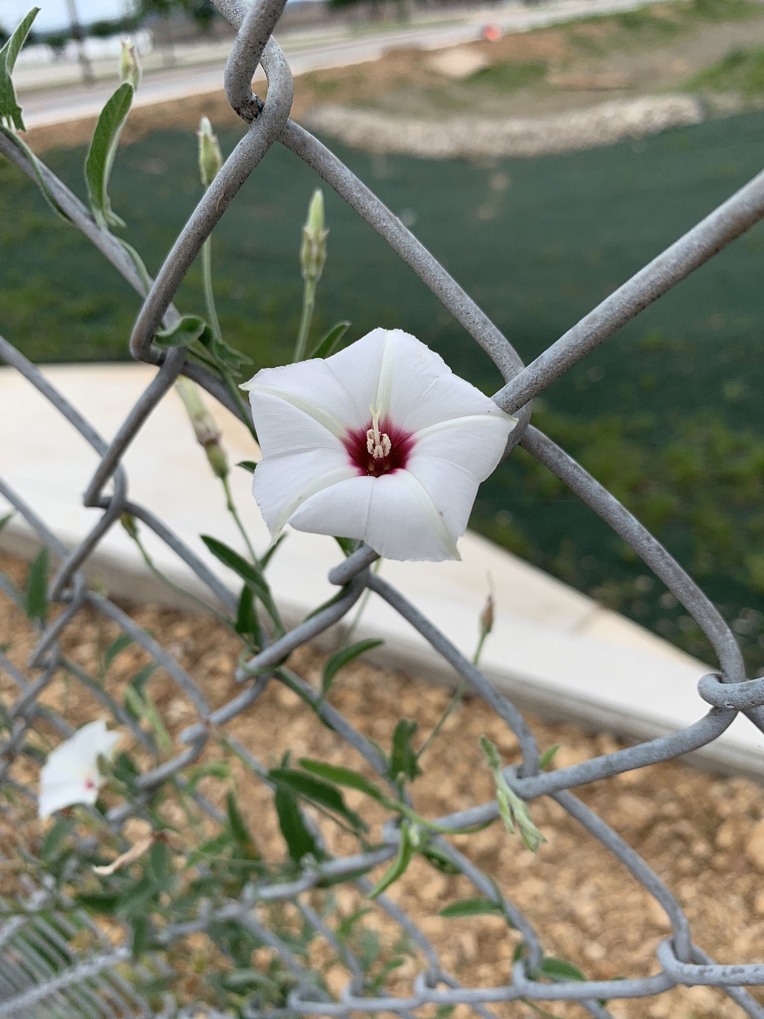 Ginger_angel1177 photo