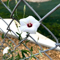 Ginger_angel1177 photo