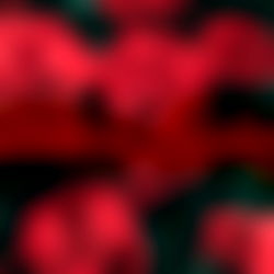 ๐ฅLily๐ฅ photo