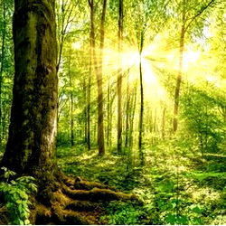 ALICENWNDERLAND photo