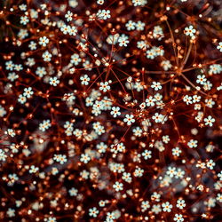 Blue Eyed Candy photo