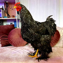 A Românean Model's Playful Pose with a Rooster