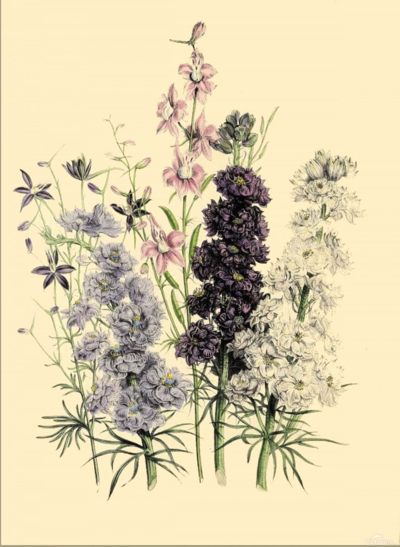 Hannah Boonanas photo