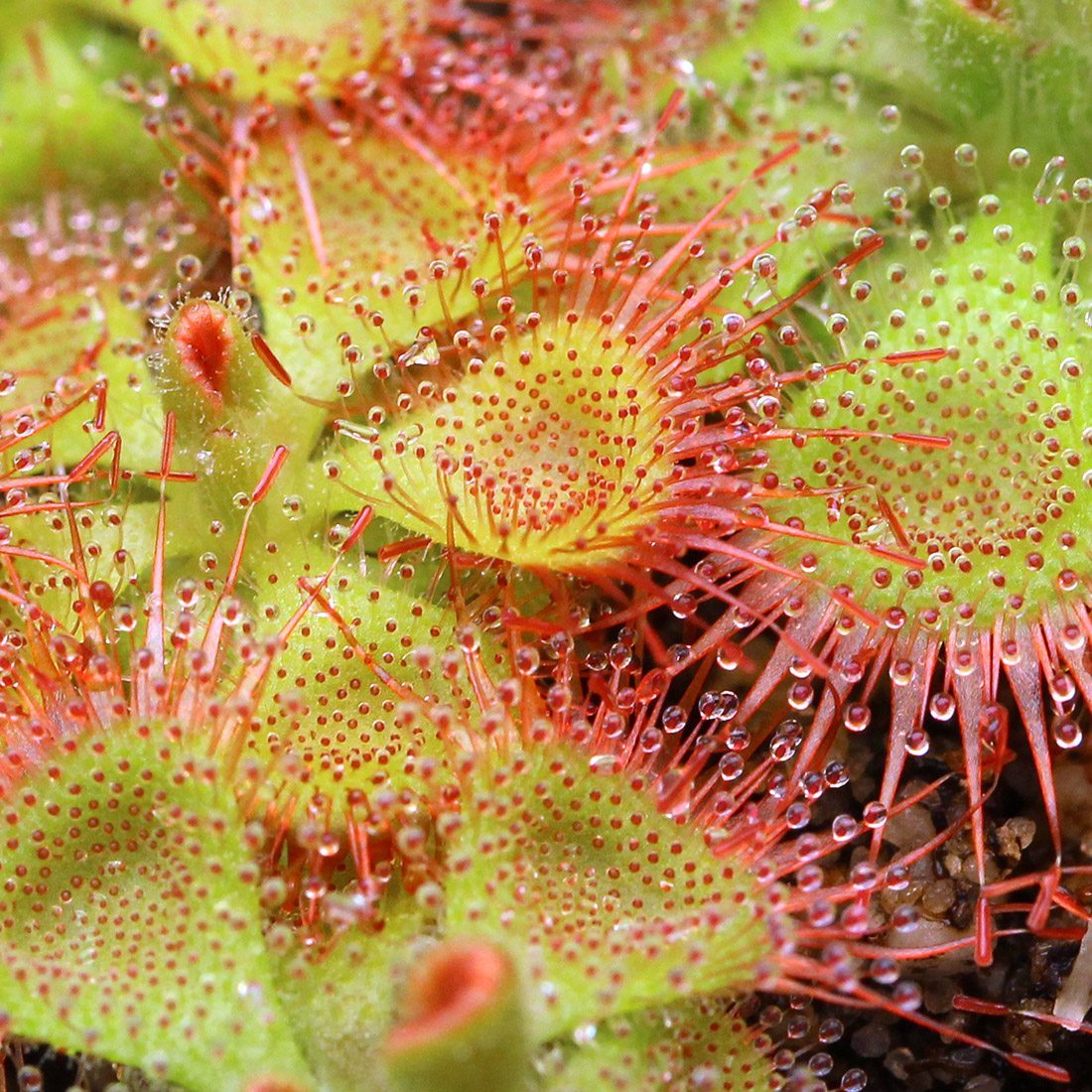 Drosera photo