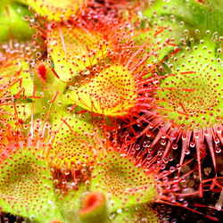 Drosera photo