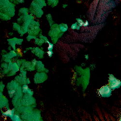 ʍìժօɾì🌱 photo