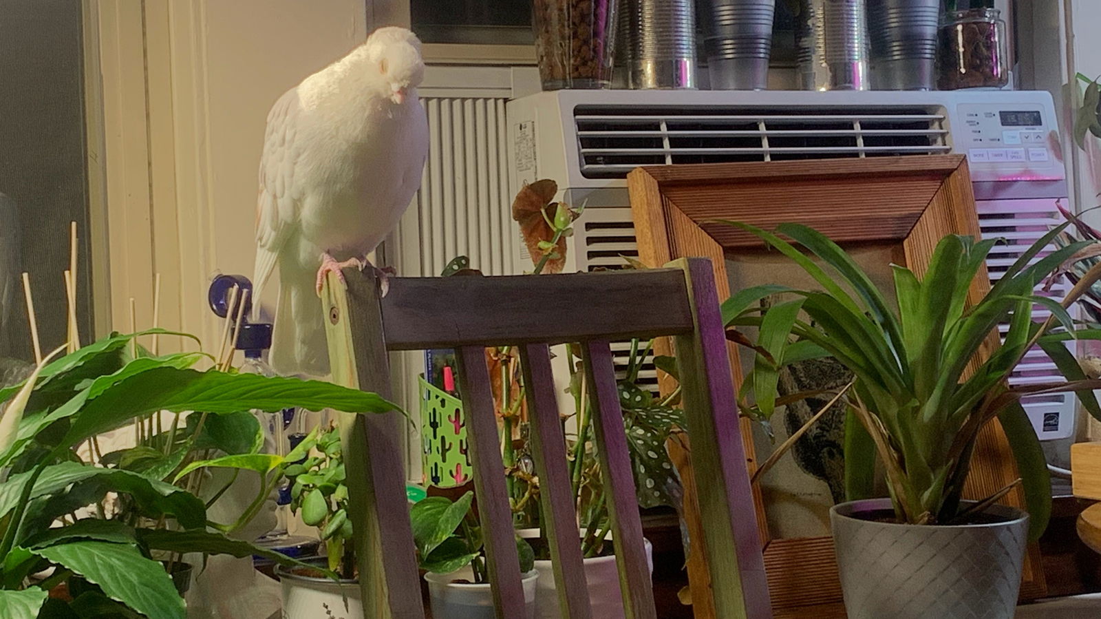 kat winter❄️ photo