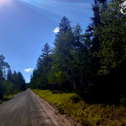 Scenic Road Through Forest on Sunny Day
