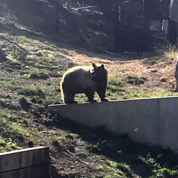 Majestic Bear in a Wooded Area