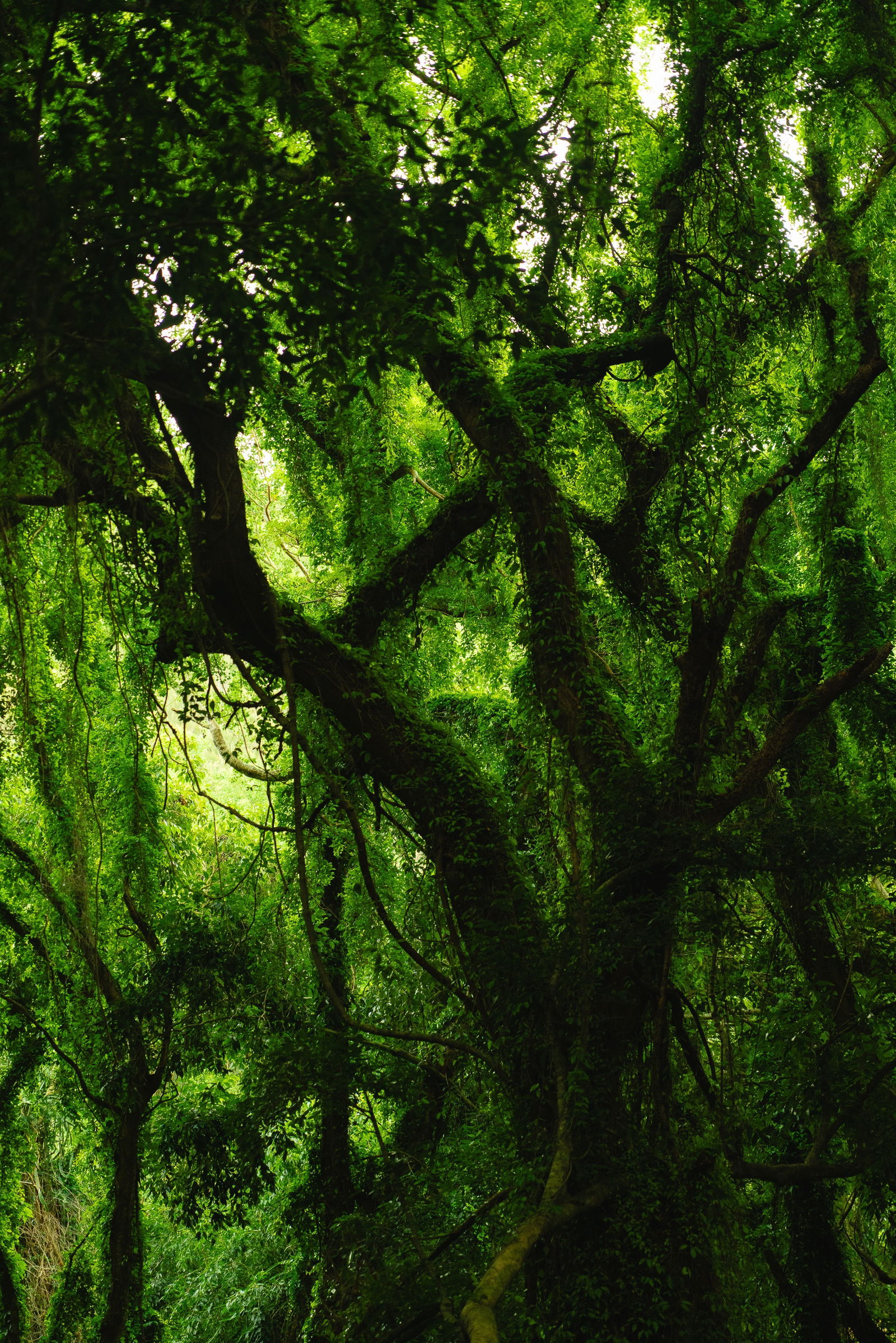 a celebration of self photo