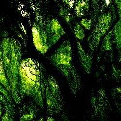 a celebration of self photo