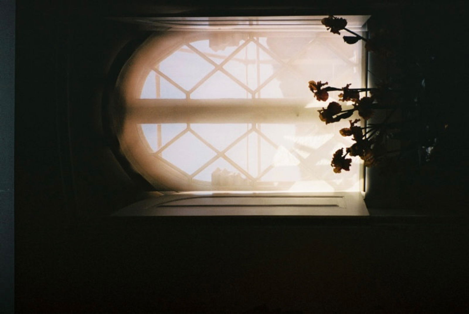 ⋆˚࿔ 𝓪𝓵𝓲𝓼𝓸𝓷 𝜗𝜚˚⋆ photo