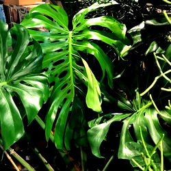 Anime tits🍒🥰❤️‍🔥 photo